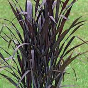 Pennisetum